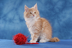 sitzendes Maine Coon Kätzchen / sitting maine coon kitten