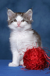 sitzendes Maine Coon Kätzchen / sitting maine coon kitten