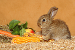 Zwergkaninchen / dwarf rabbit