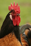 Vorwerkhuhn Hahn Portrait / cock portrait