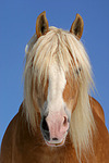 Haflinger Portrait / haflinger horse portrait