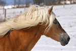 Haflinger Portrait / haflinger horse portrait