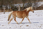 trabender Haflinger / trotting haflinger horse