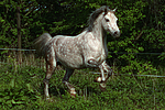 Deutsches Reitpony / pony