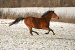 Deutsches Reitpony / pony