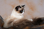 Ragdoll