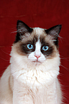 Ragdoll