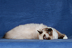 Ragdoll