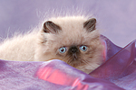 Perser Colourpoint Kätzchen / persian colourpoint kitten