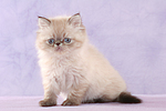 sitzendes Perser Colourpoint Kätzchen / sitting persian colourpoint kitten