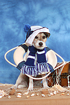 Parson Russell Terrier