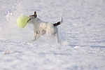 spielender Parson Russell Terrier im Schnee / playing prt in snow