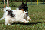 rennender Papillon / running Papillon