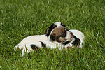 Parson Russell Terrier Welpen / parson russell terrier puppies