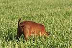 schnuppernder Rehpinscher / snuffing miniature pinscher