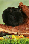 Zwergkaninchen / dwarf rabbit