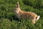 Zwergkaninchen / dwarf rabbit