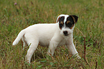 stehender Parson Russell Terrier Welpe / standing PRT puppy