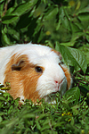 Crested Meerschwein / crested guninea pig