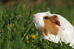 Crested Meerschwein / crested guninea pig