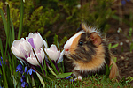 Sheltiemeerschwein / guninea pig