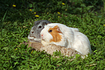 Glatthaarmeerschwein und Schopfmeerschwein / 2 guninea pigs