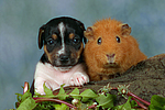 Jack Russell Terrier Welpe und Meerschwein / jack russell terrier puppy and guninea pig