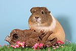 Glatthaarmeerschwein / smooth-haired guninea pig