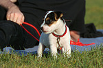 stehender Parson Russell Terrier Welpe / standing PRT puppy