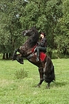 Frau reitet Friese / woman rides friesian horse