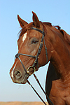 Sachsen Anhaltiner Warmblut / horse