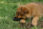 Harzer Fuchs Welpe / Harzer Fuchs puppy