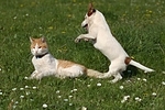 Jack Russell Terrier und Katze / jack russell terrier and cat