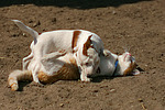 Jack Russell Terrier und Katze / jack russell terrier and cat