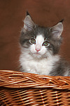 Maine Coon Kätzchen / maine coon kitten