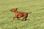 rennender Rehpinscher / running miniature pinscher