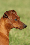 Rehpinscher Portrait / miniature pinscher portrait