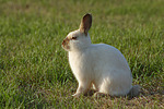 Zwergkaninchen / dwarf rabbit