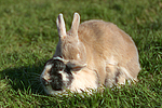 Zwergkaninchen / dwarf rabbit