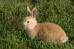 Zwergkaninchen / dwarf rabbit