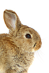 Zwergkaninchen / dwarf rabbit