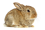 Zwergkaninchen / dwarf rabbit