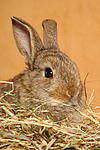 Zwergkaninchen / dwarf rabbit