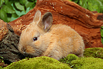 junges Zwergkaninchen / young dwarf rabbit