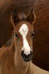 Deutsches Reitpony / pony