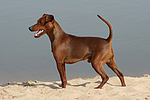 Rehpinscher / miniature pinscher