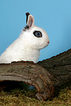 Zwergkaninchen / dwarf rabbit