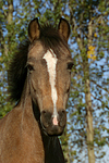 Deutsches Reitpony / Pony