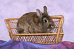 Zwergkaninchen / dwarf rabbit