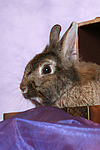 Zwergkaninchen / dwarf rabbit